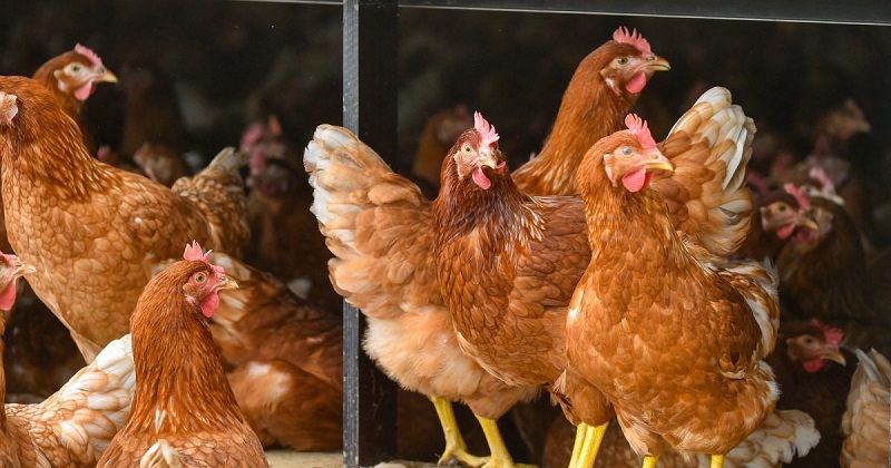 خرید و فروش مرغ محلی تخمگذار - سپید طیور